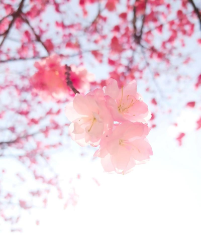 三月份代表的是什么花