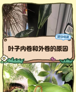 豆瓣掌叶卷怎么回事呀