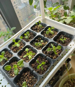 家庭养花用生根粉