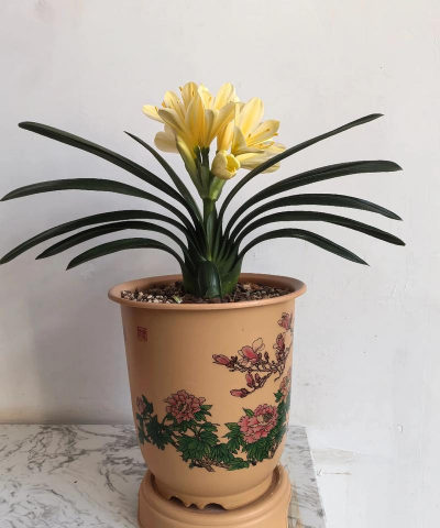 君子兰的花的纸有什么用