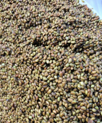 八角金盘的籽有什么用