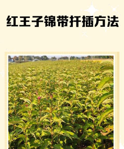 锦带王子如何扦插