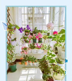 家庭养花用生根粉