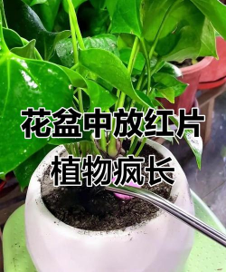 家庭养花用生根粉