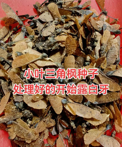 三角枫断面怎么处理