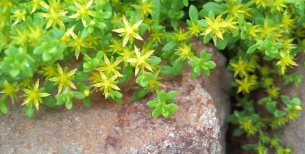 黄五角星花叫什么名字