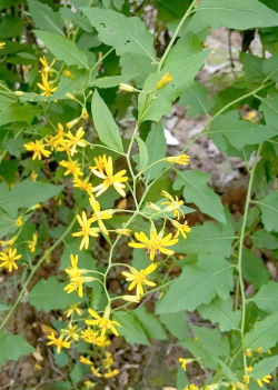 千里光的叶片长什么样