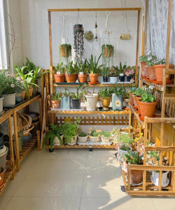 家庭养花用生根粉