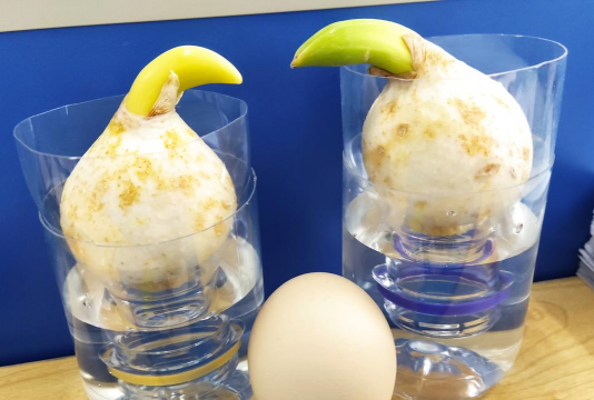 家庭养花用生根粉