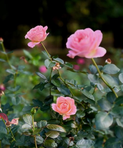 月季花月季花长什么样