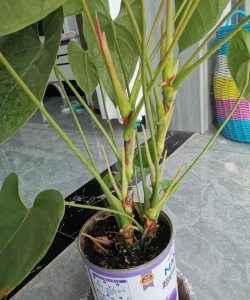 红掌茎杆断了怎么办