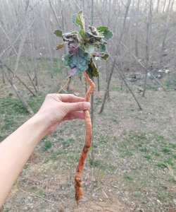 查一下地黄长的什么样