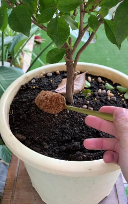 家庭养花用生根粉