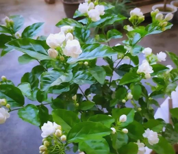 家庭养花用生根粉