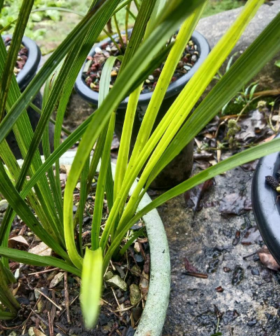 兰花从心里黄是怎么了