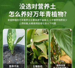 家庭养花用生根粉