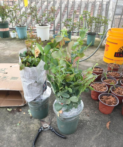 家庭养花用生根粉