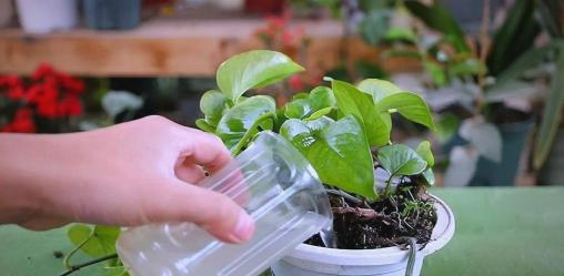 家庭养花用生根粉