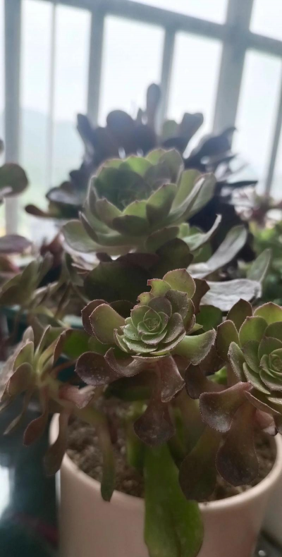 法师生白虫子了怎么办