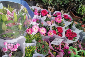 家庭养花用生根粉