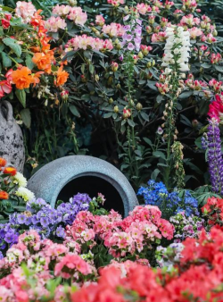 家庭养花用生根粉