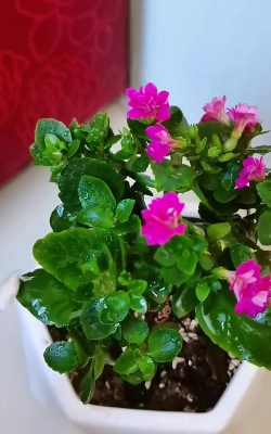 家庭养花用生根粉