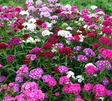 五彩石竹为什么叫五彩