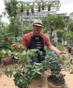 家庭养花用生根粉