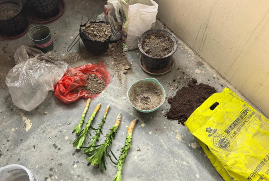 家庭养花用生根粉