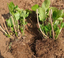 家庭养花用生根粉