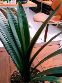 尖叶君子兰开什么样的花