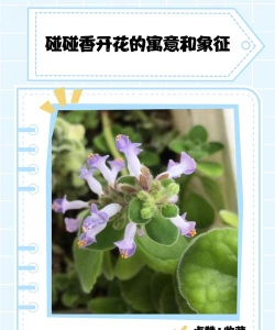碰碰香如何开花