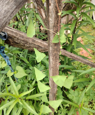 什么植物叶子是三角形的