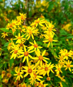 千里光是什么样子的花