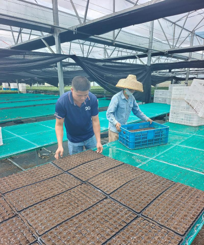 家庭养花用生根粉