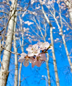 白桦树开的花是什么样的