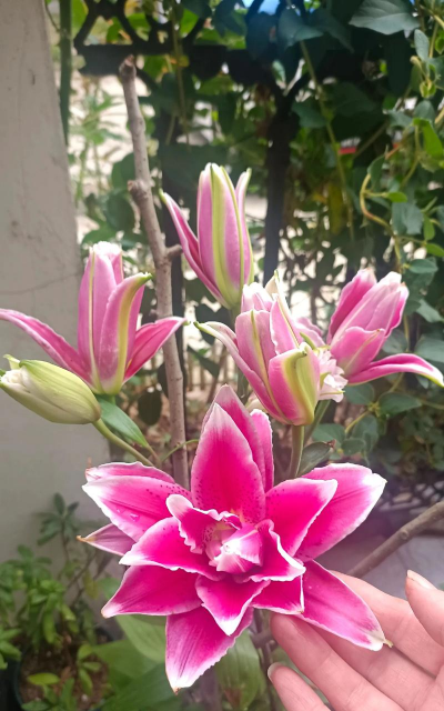 家庭养花用生根粉