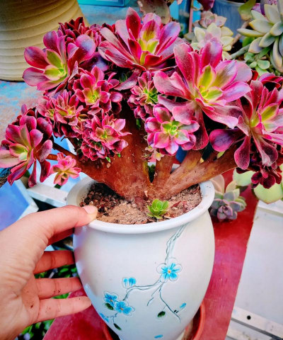 家庭养花用生根粉