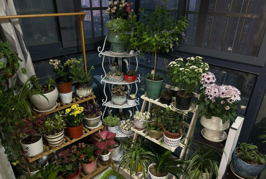 家庭养花用生根粉