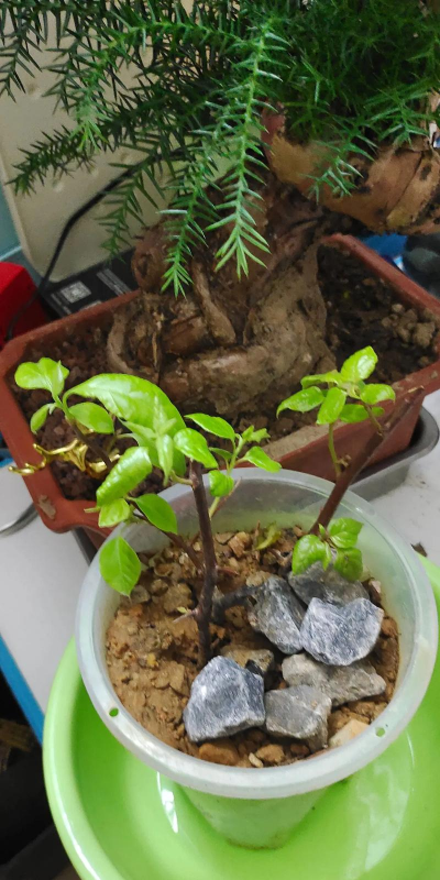 家庭养花用生根粉