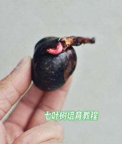 七叶树果怎么玩
