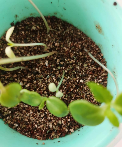 家庭养花用生根粉