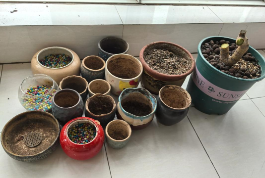 家庭养花用生根粉