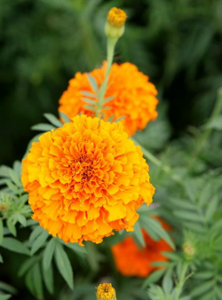 没开花的万寿菊长什么样