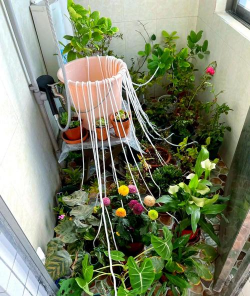 家庭养花用生根粉