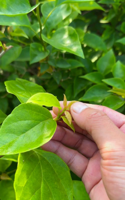 家庭养花用生根粉