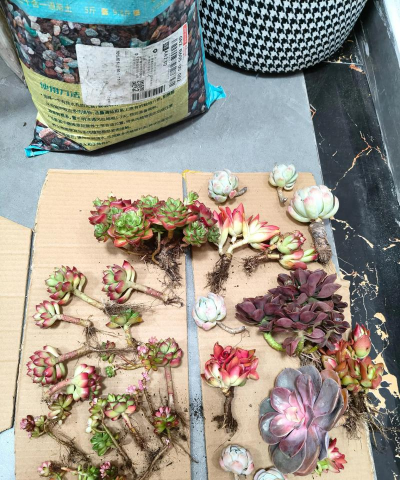 家庭养花用生根粉