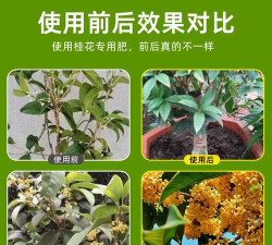 家庭养花用生根粉