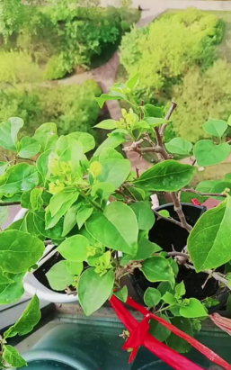 家庭养花用生根粉