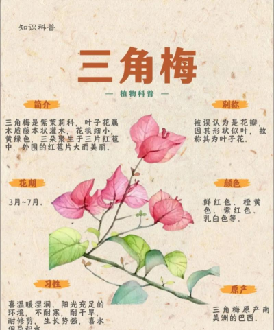 三角梅为什么叫三角梅呢